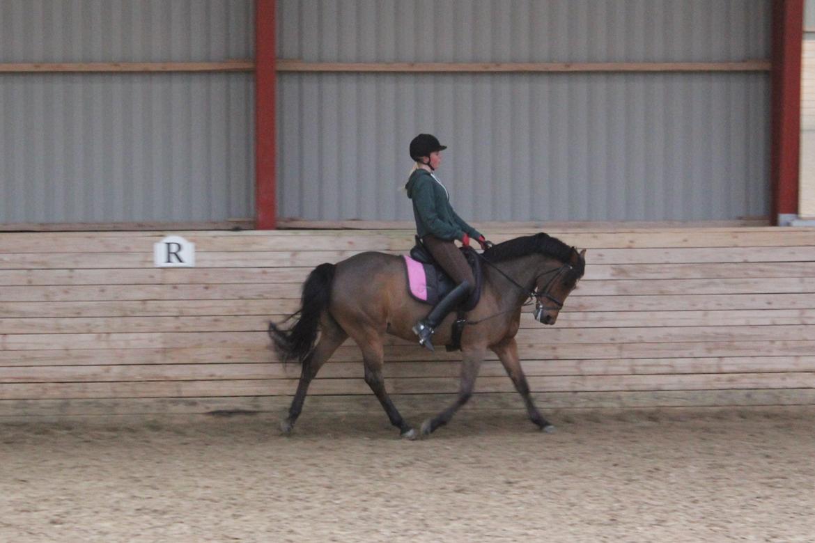 New Forest Kantje´s Wesley billede 15