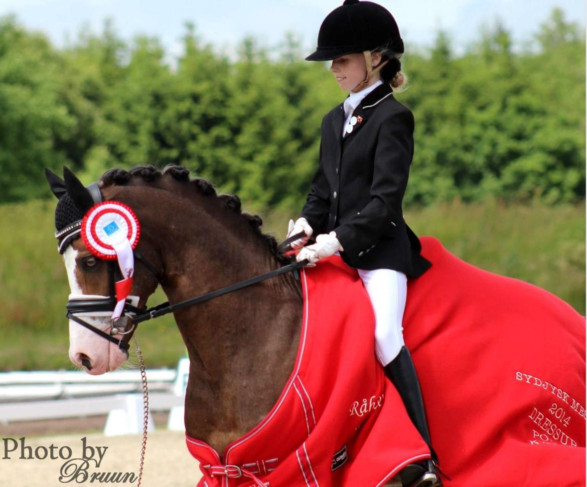 Welsh Pony (sec B) BARNHOEVE´S ARTHUR *A-PONY* billede 41