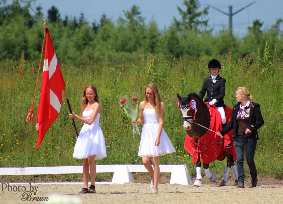 Welsh Pony (sec B) BARNHOEVE´S ARTHUR *A-PONY* billede 42