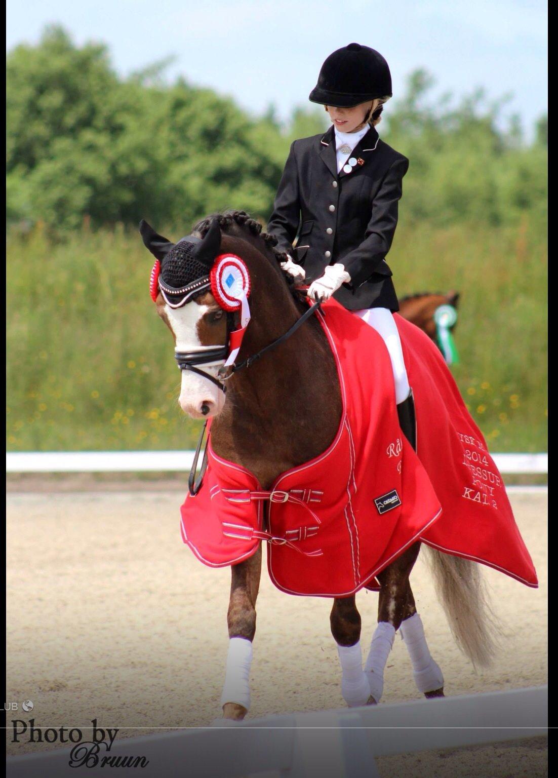 Welsh Pony (sec B) BARNHOEVE´S ARTHUR *A-PONY* billede 43