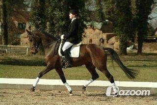 Dansk Varmblod Spanggårds Whitney (RDH) - Billed har jeg fået af Mia Hygum (Stald Spanggård) som har avlet Whitney, det ene billed er fra hun var 4 år og det andet 5 år :) billede 2