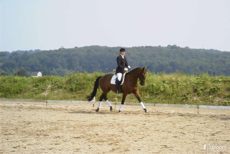 Dansk Varmblod Spanggårds Whitney (RDH) - Billed har jeg fået af Mia Hygum (Stald Spanggård) som har avlet Whitney, det ene billed er fra hun var 4 år og det andet 5 år :) billede 3