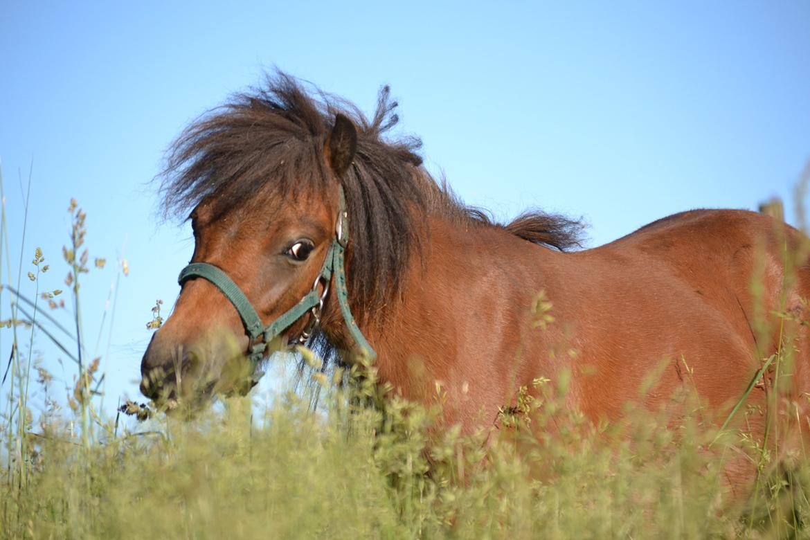 Miniature Duracell billede 2