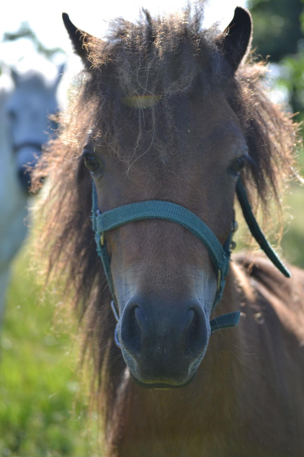 Miniature Duracell billede 6