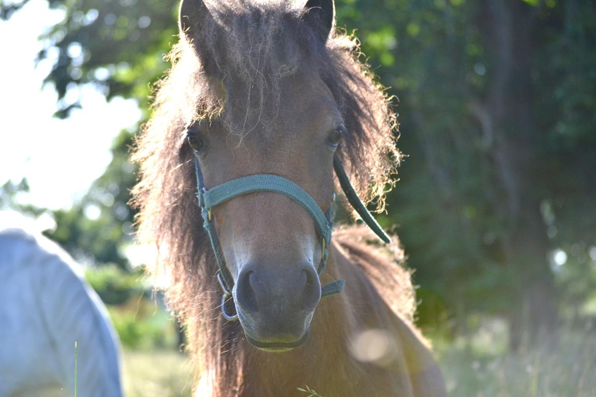 Miniature Duracell billede 10