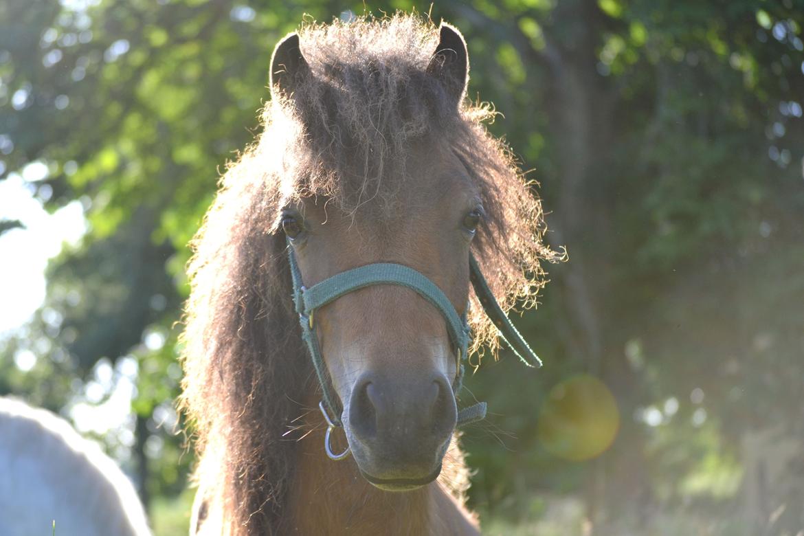 Miniature Duracell billede 12