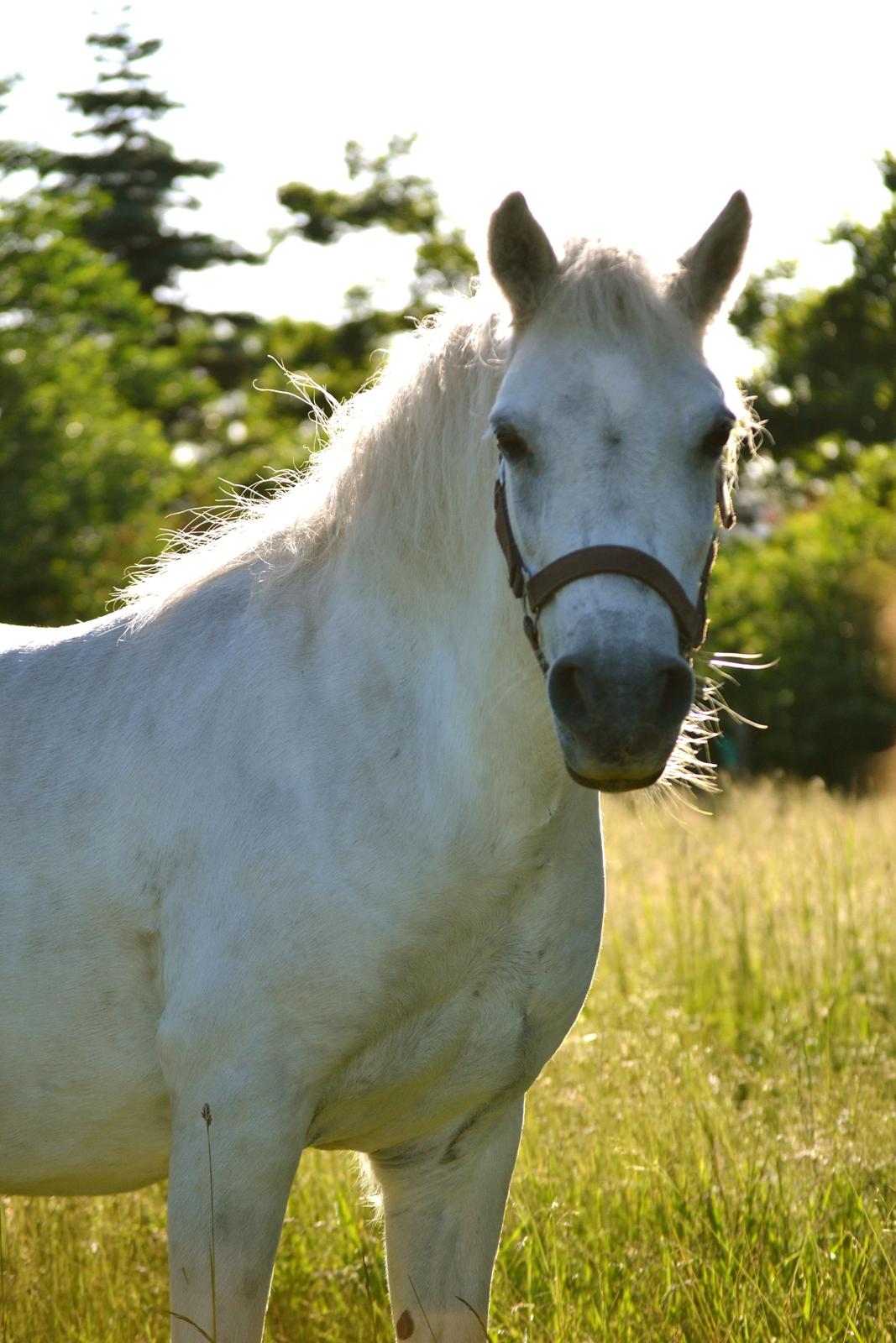 Dartmoor Fie l Min Fi's :-* - Lige et nyt billede til samlingen. Man kan lige se hendes tidligere stjerne :-) billede 19