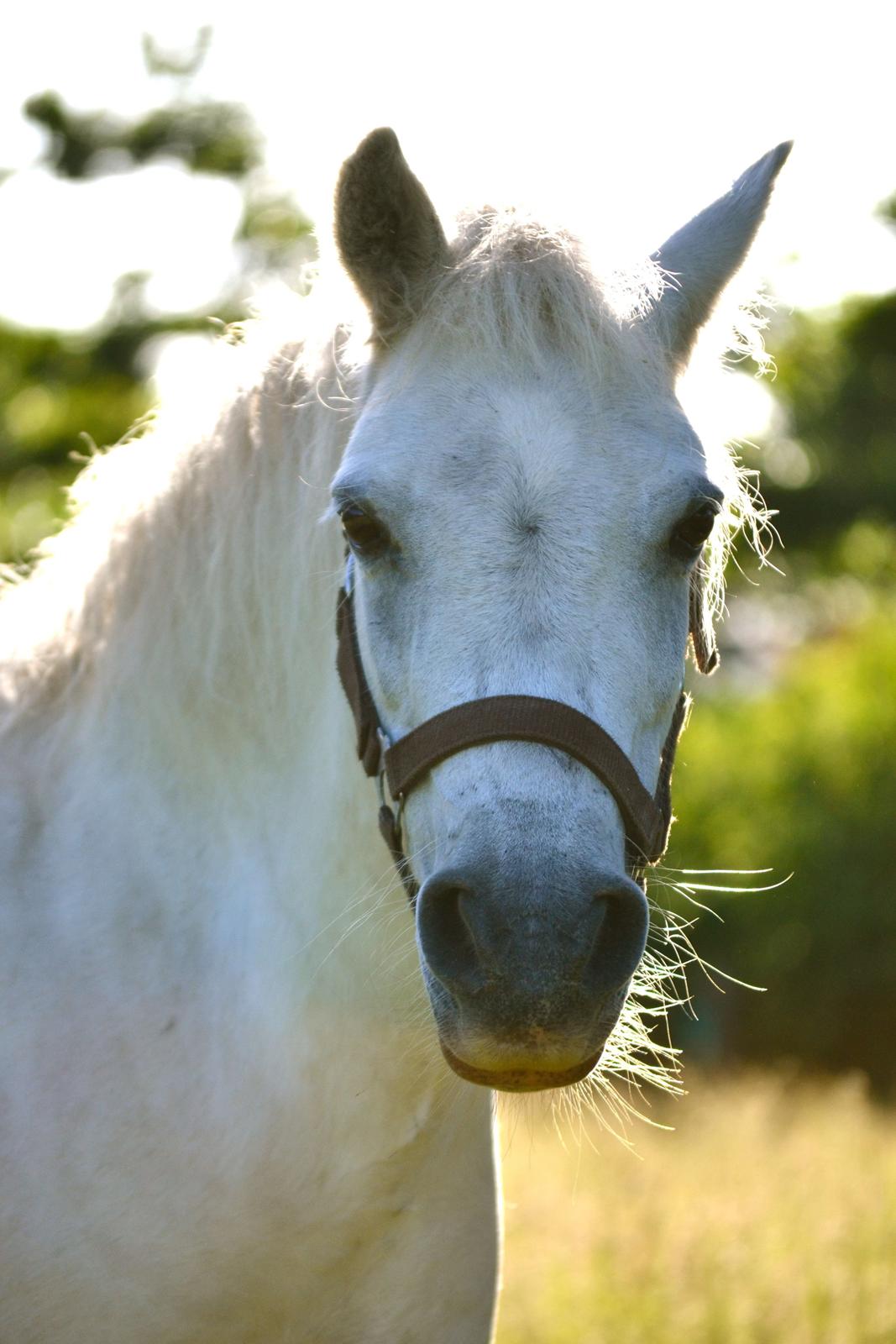 Dartmoor Fie l Min Fi's :-* - Lige et nyt billede til samlingen :-) billede 20