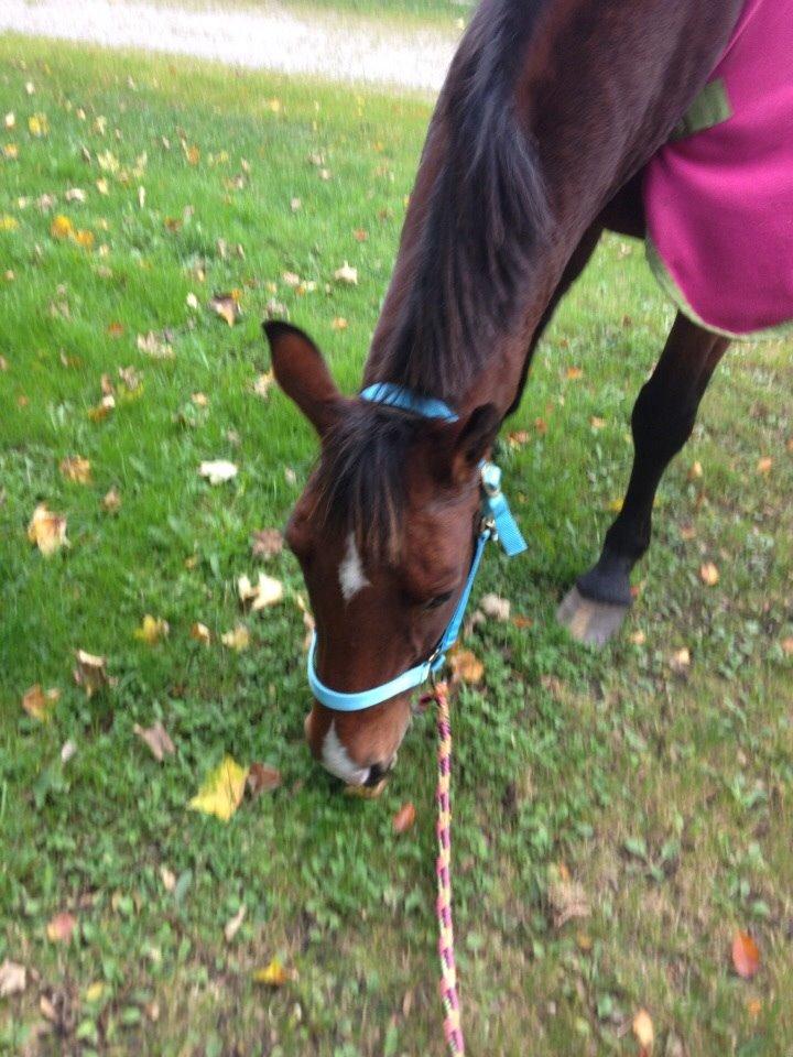 Anden særlig race Ida :-* billede 2