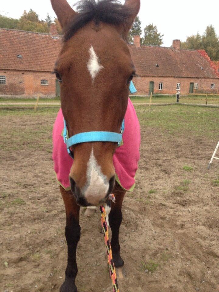 Anden særlig race Ida :-* billede 4