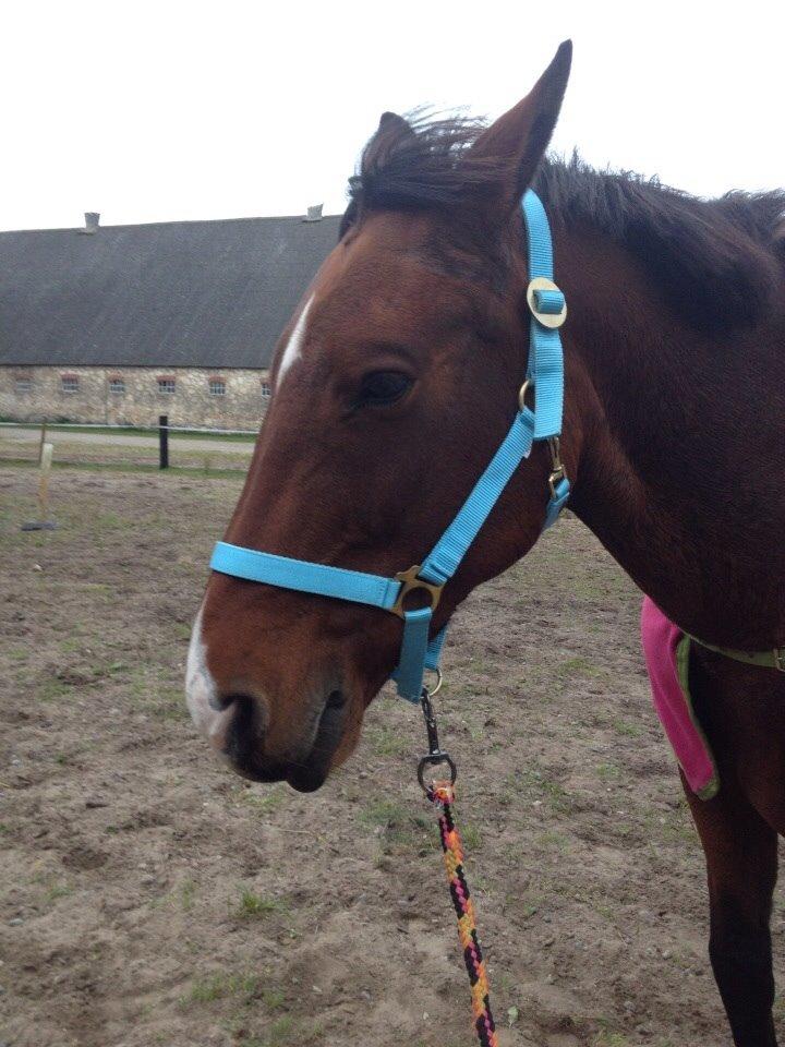 Anden særlig race Ida :-* billede 5