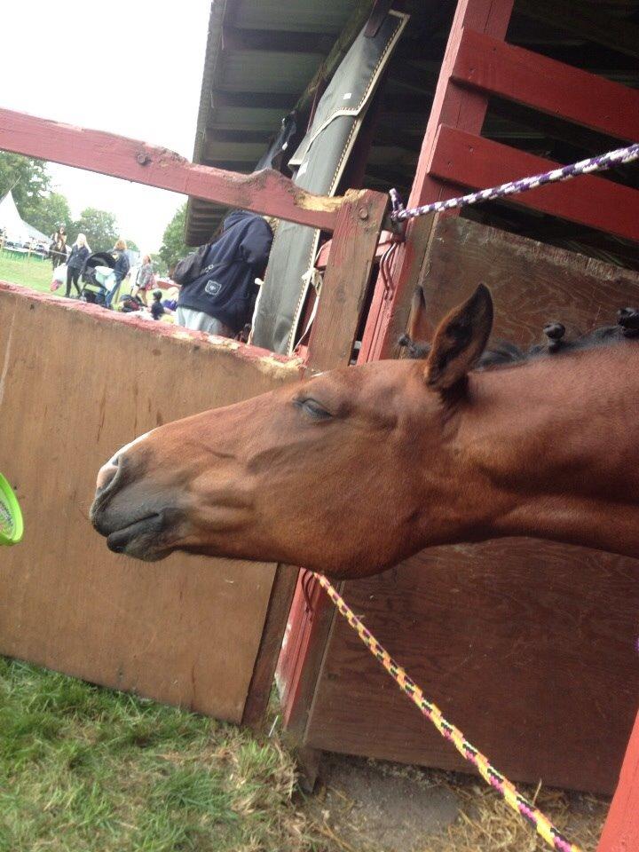 Anden særlig race Ida :-* billede 6