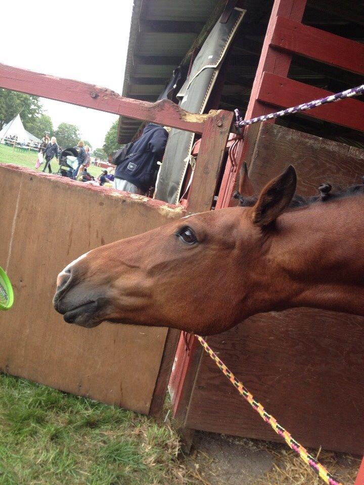 Anden særlig race Ida :-* billede 7