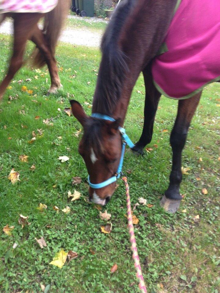 Anden særlig race Ida :-* billede 8