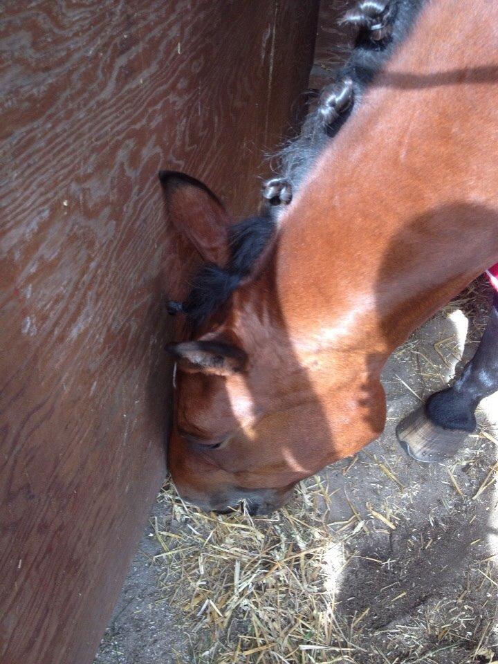 Anden særlig race Ida :-* billede 9