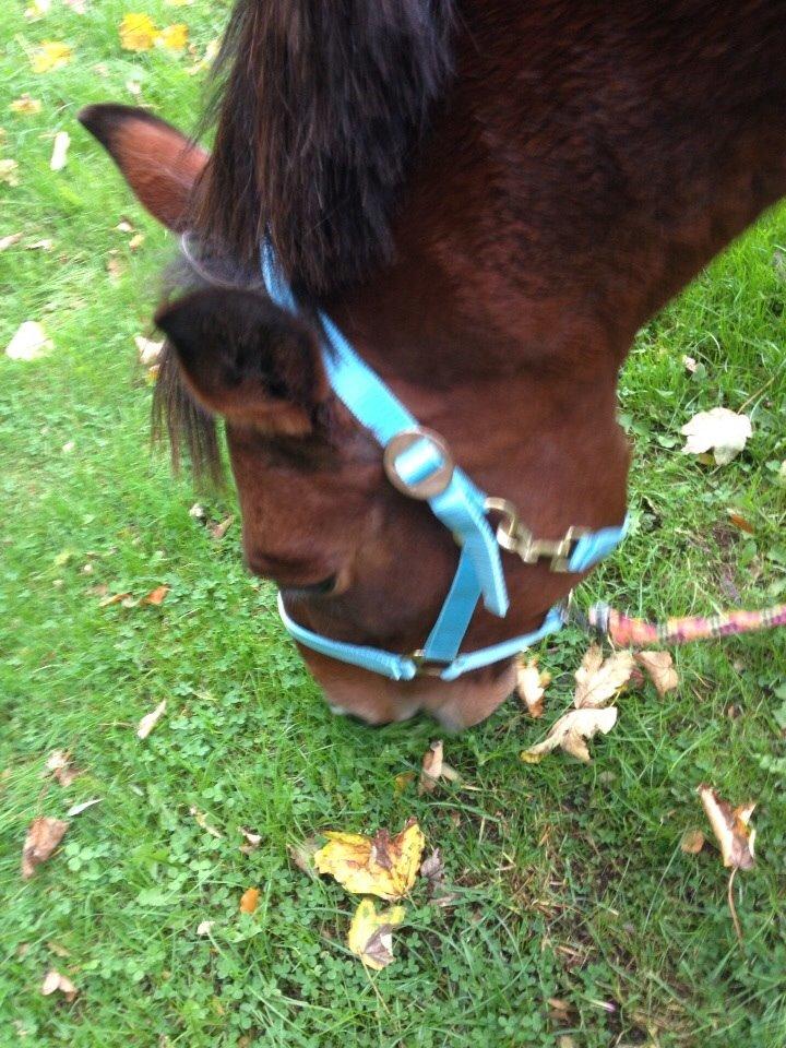 Anden særlig race Ida :-* billede 3