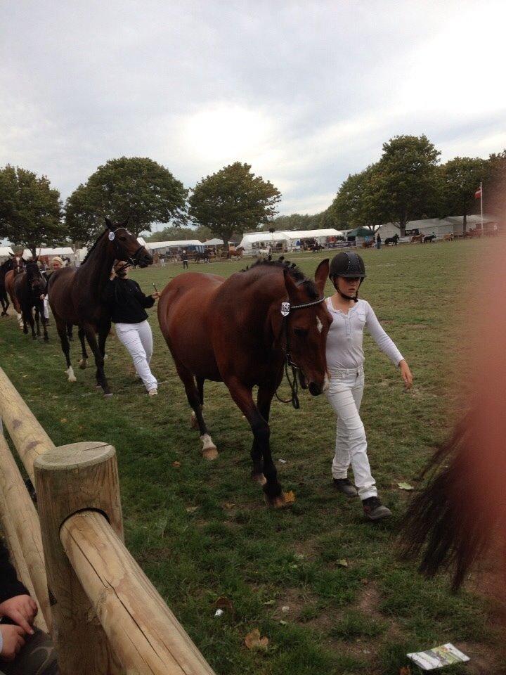 Anden særlig race Ida :-* billede 14