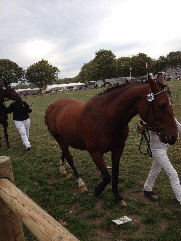 Anden særlig race Ida :-* billede 15