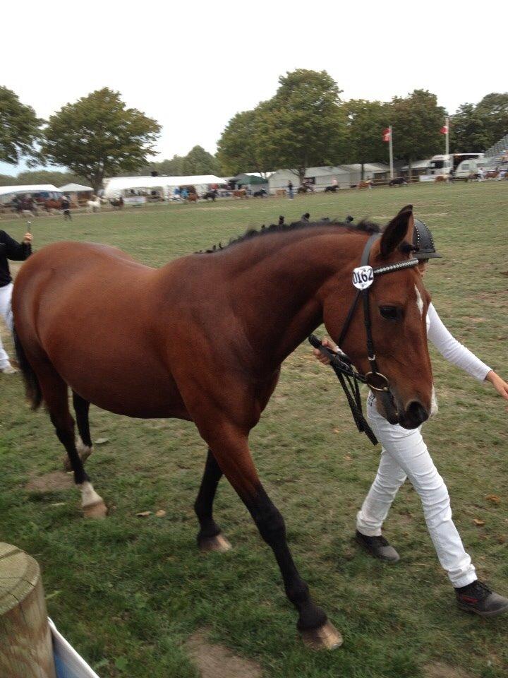 Anden særlig race Ida :-* billede 16