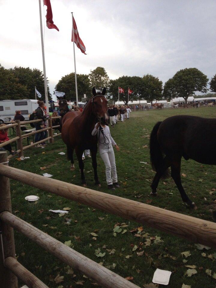 Anden særlig race Ida :-* billede 22