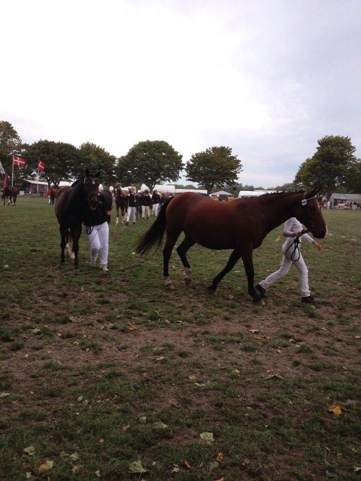 Anden særlig race Ida :-* billede 23