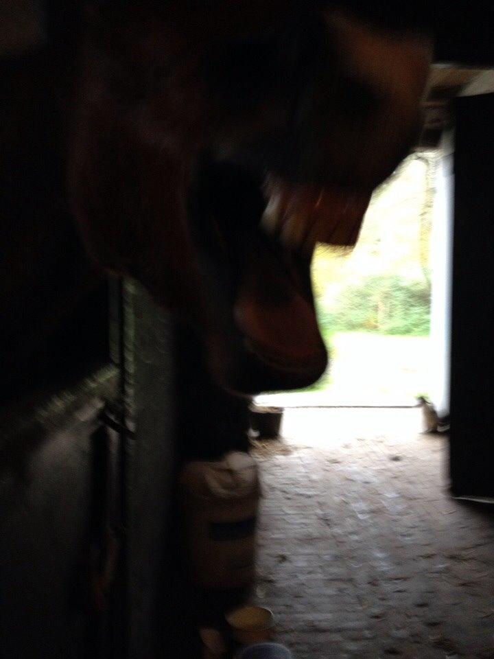 Anden særlig race Ida :-* billede 30