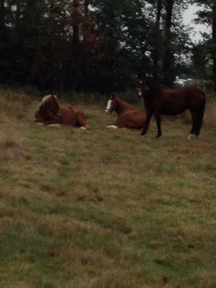 Anden særlig race Ida :-* billede 31