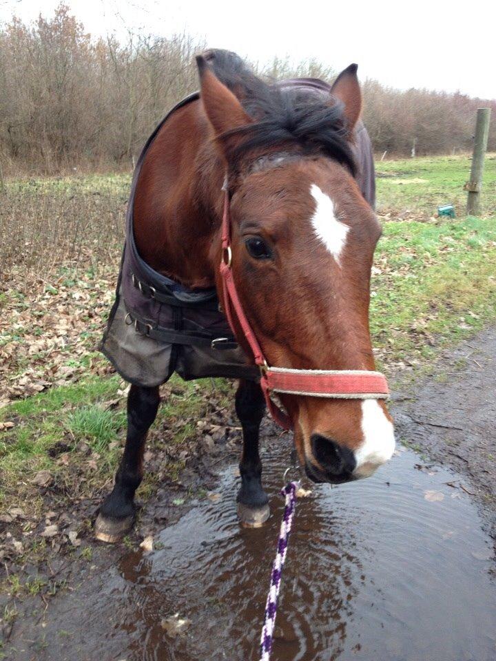 Anden særlig race Ida :-* billede 34