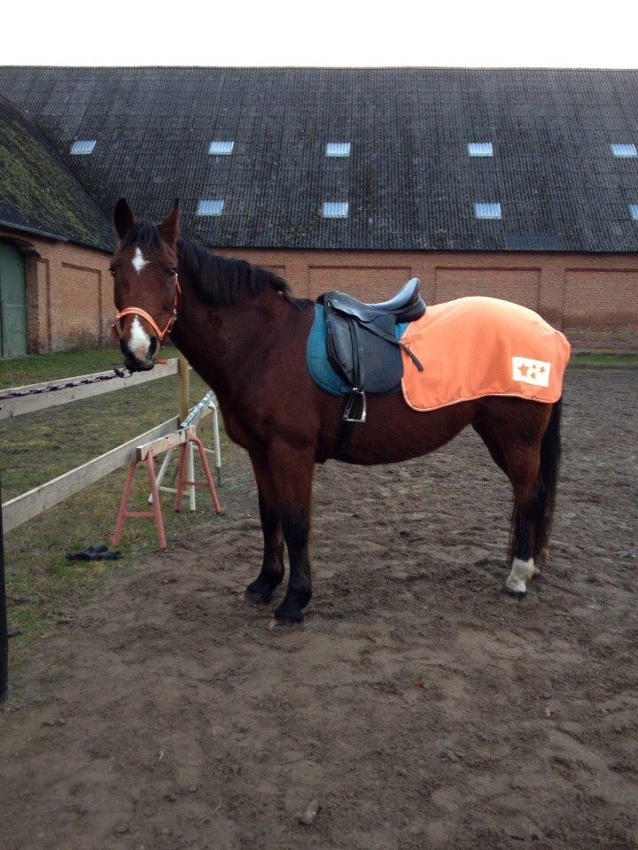 Anden særlig race Ida :-* billede 36