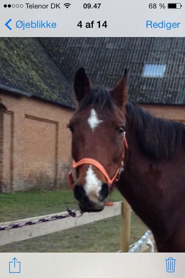 Anden særlig race Ida :-* billede 38