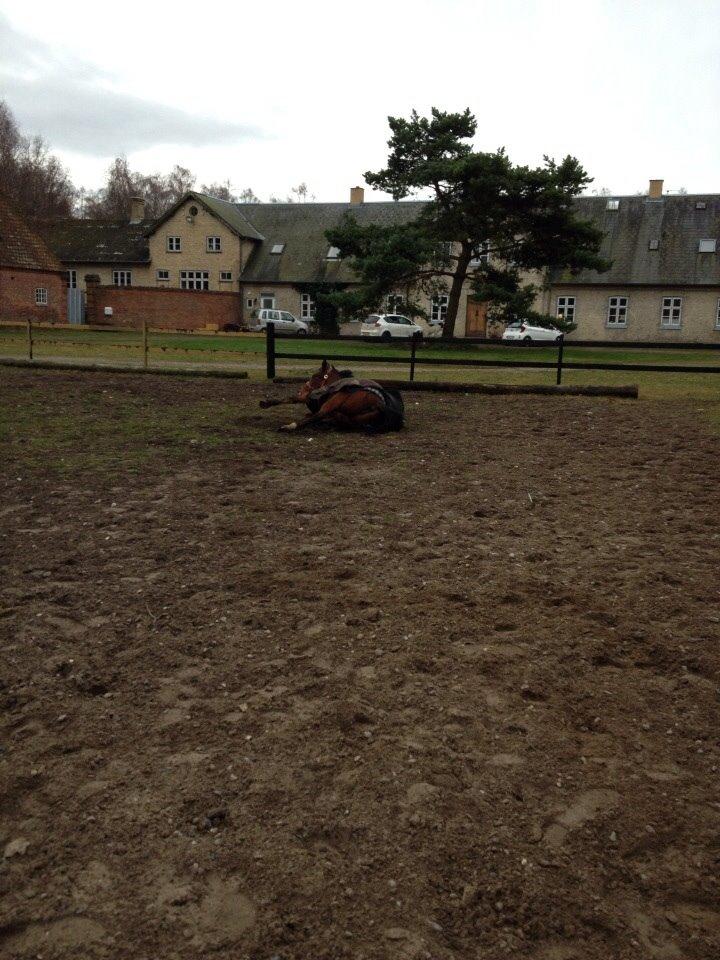 Anden særlig race Ida :-* billede 37