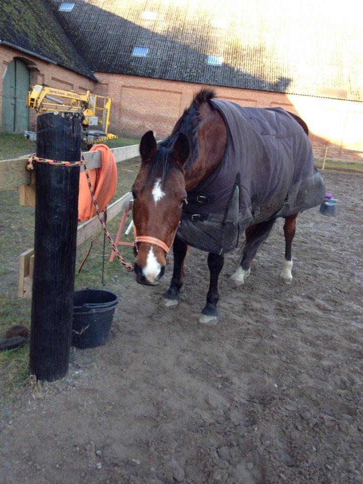 Anden særlig race Ida :-* billede 39