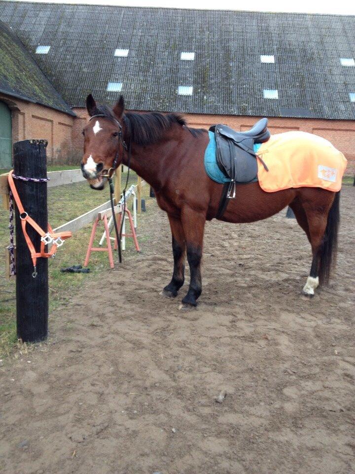 Anden særlig race Ida :-* billede 40