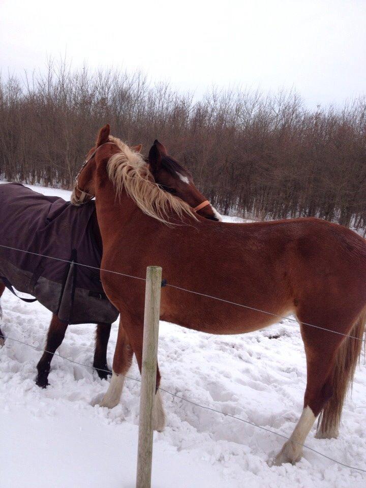 Anden særlig race Ida :-* billede 41