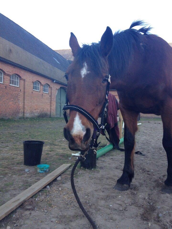 Anden særlig race Ida :-* billede 46