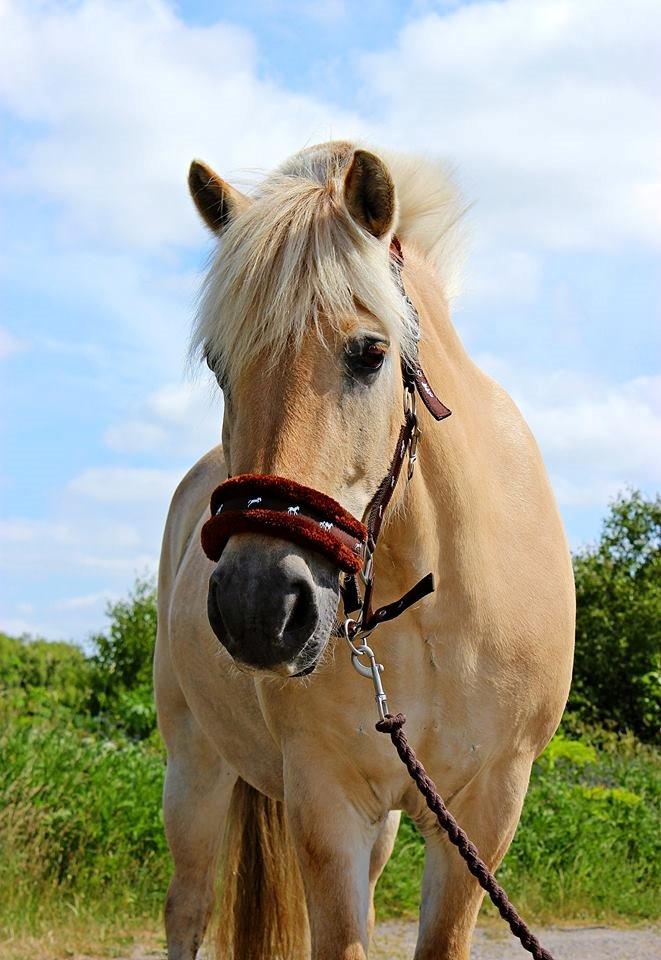 Fjordhest Vængets Mirabel <3 billede 4