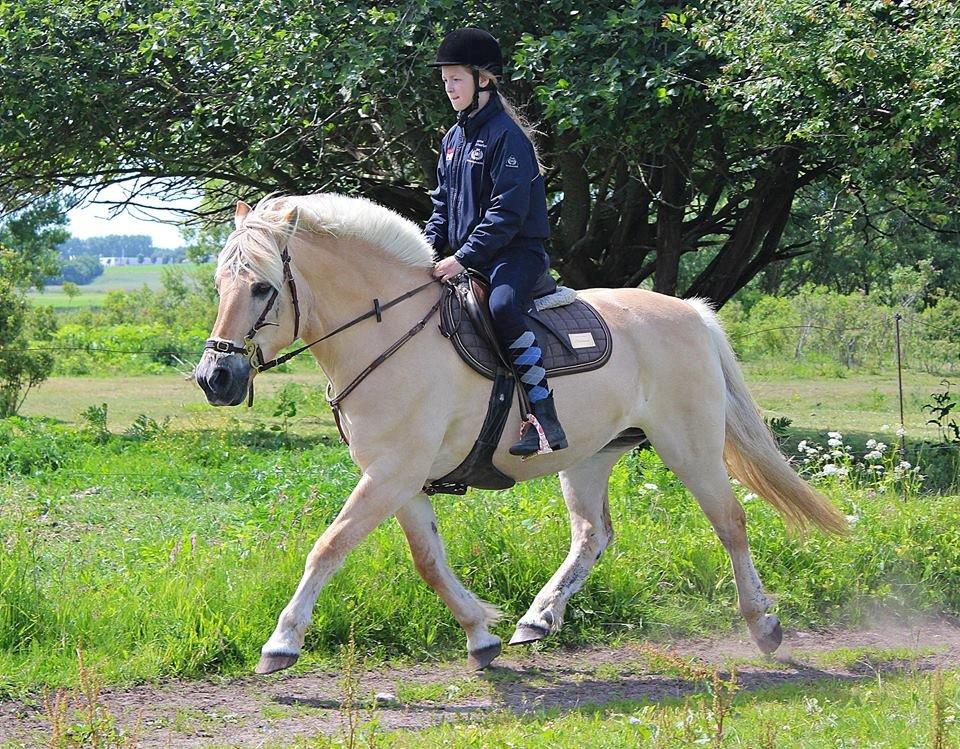 Fjordhest Vængets Mirabel <3 - Velkommen til Belbels profil <3 billede 2