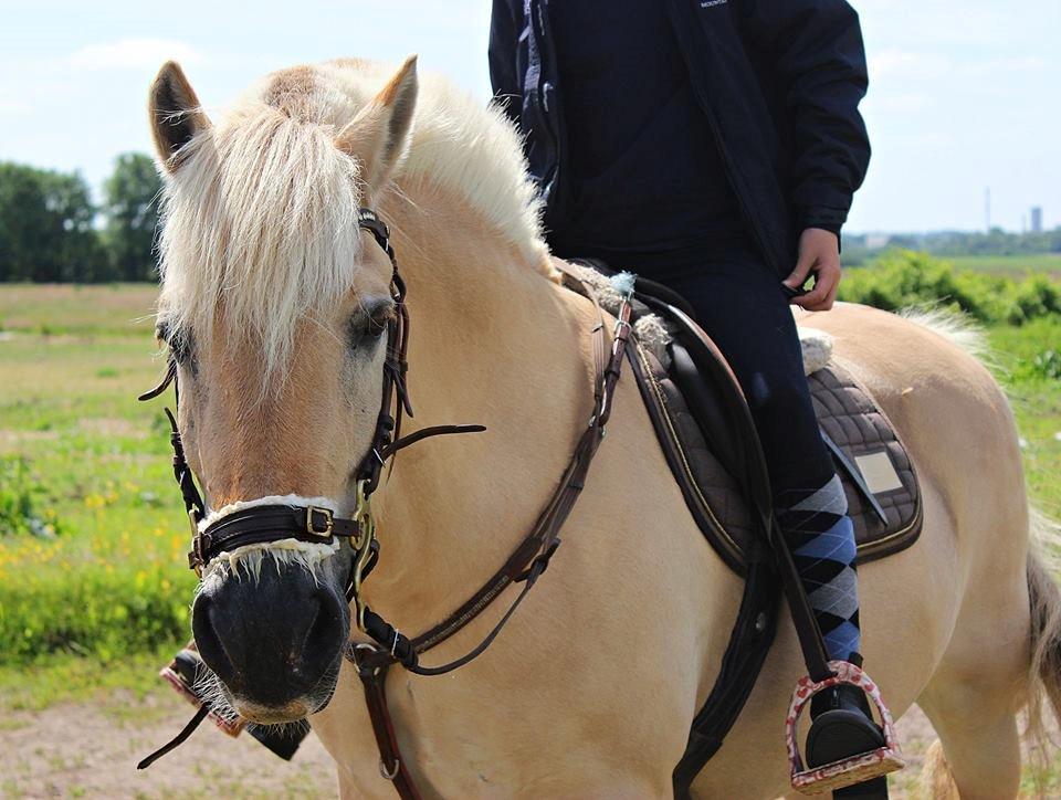 Fjordhest Vængets Mirabel <3 - Kackamoren er lidt våd, hun legede lidt med vandspanden.. Stak hovedet derned.. <3 billede 5