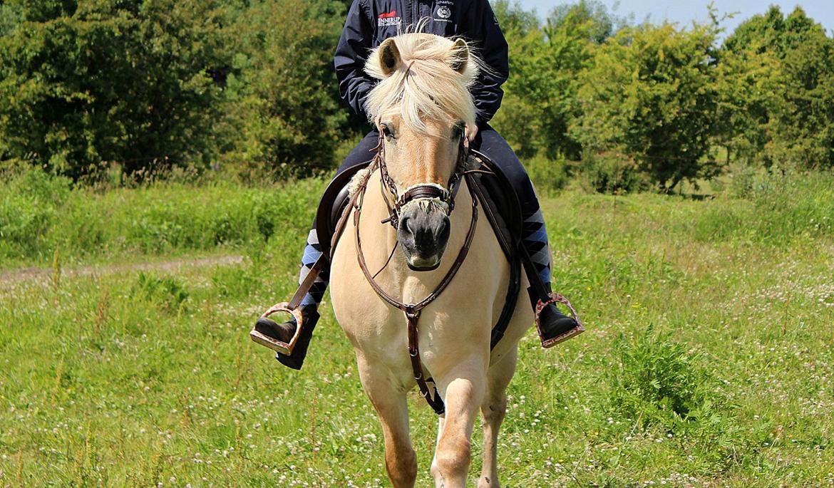 Fjordhest Vængets Mirabel <3 billede 6