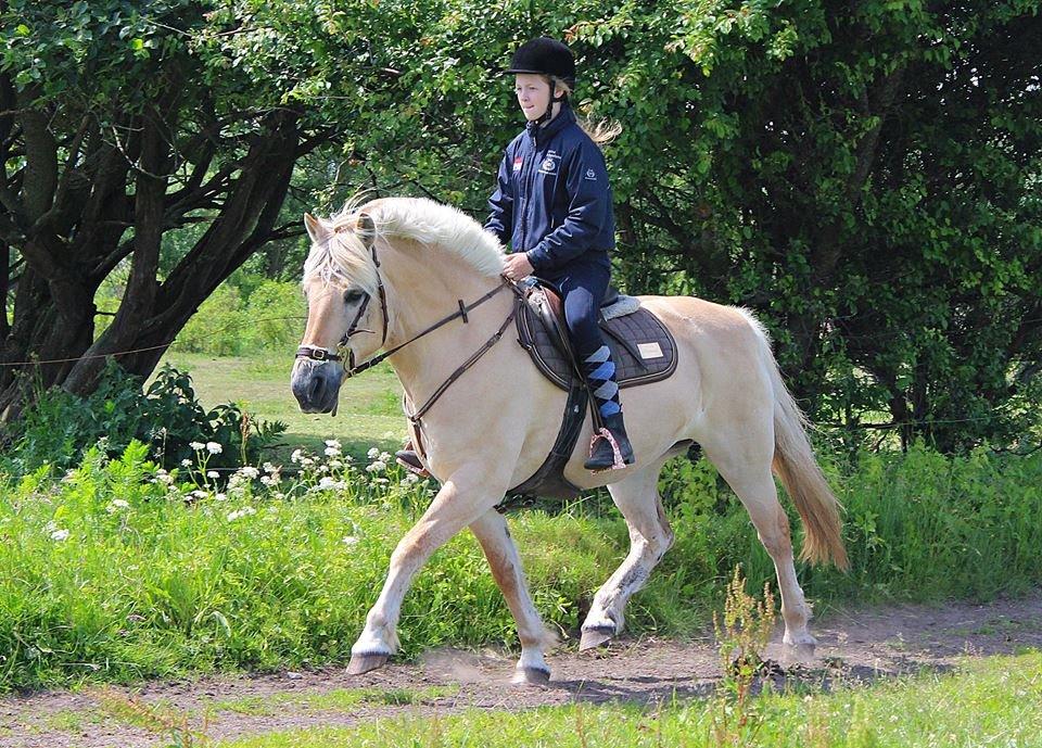 Fjordhest Vængets Mirabel <3 billede 7