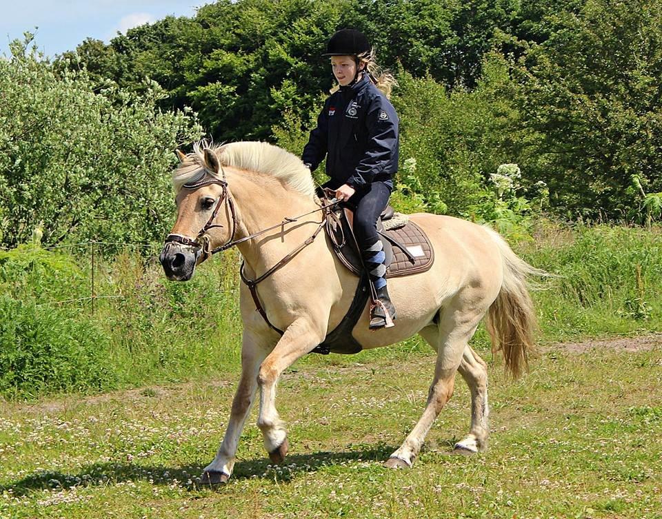 Fjordhest Vængets Mirabel <3 billede 8