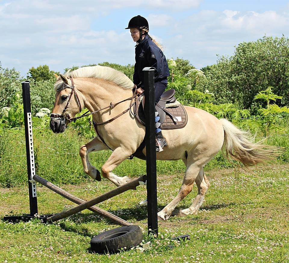 Fjordhest Vængets Mirabel <3 billede 10