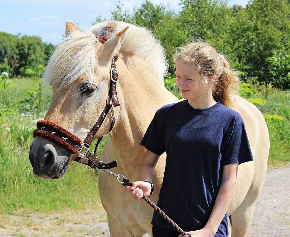 Fjordhest Vængets Mirabel <3 billede 11