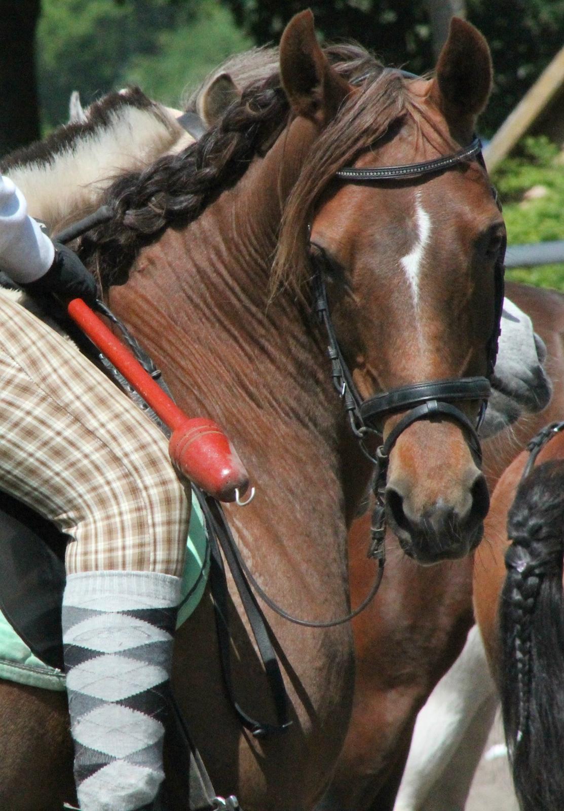 Arabisk fuldblod (OX) Ronja billede 18