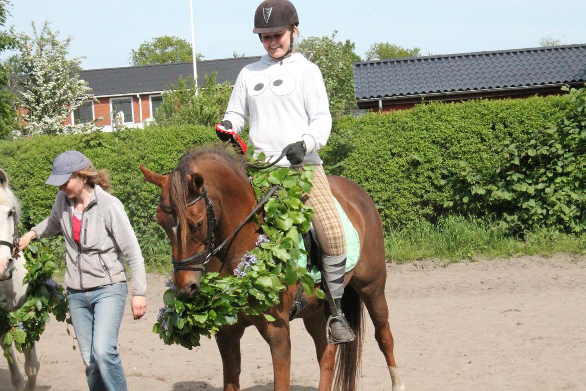 Arabisk fuldblod (OX) Ronja billede 19