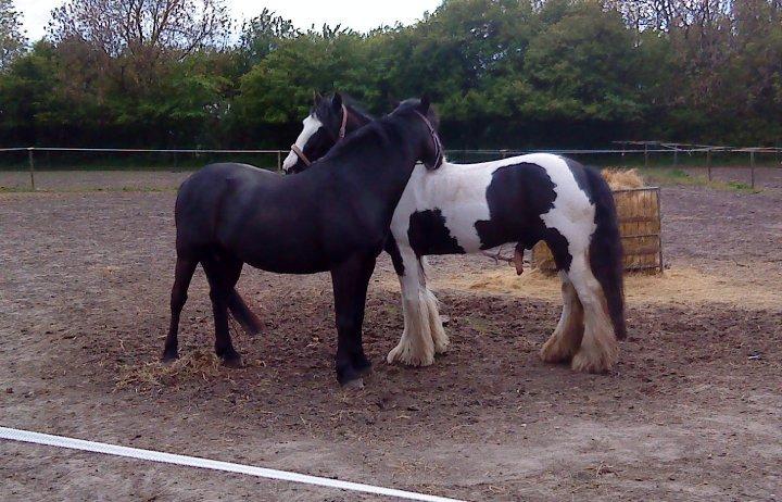 New Forest Lousie billede 1