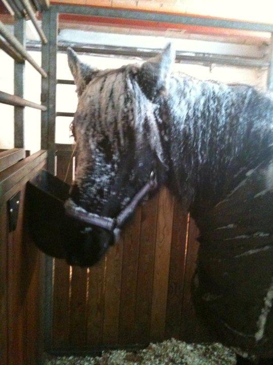 New Forest Lousie billede 3