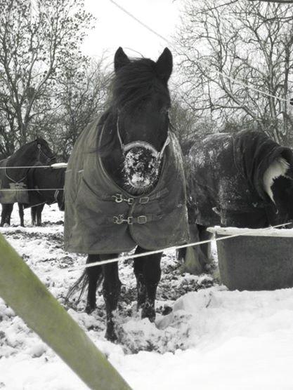 New Forest Lousie billede 2