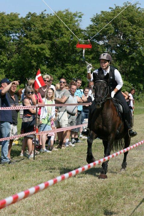 New Forest Lousie billede 5