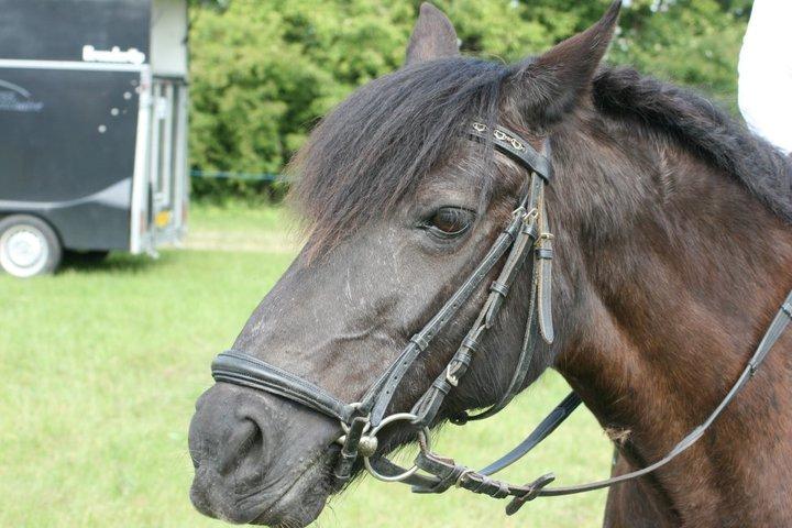 New Forest Lousie billede 8